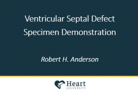 Morphology - Ventricular Septal Defect (VSD) Specimen Demonstration - Bob Anderson - Cincinnati 2018